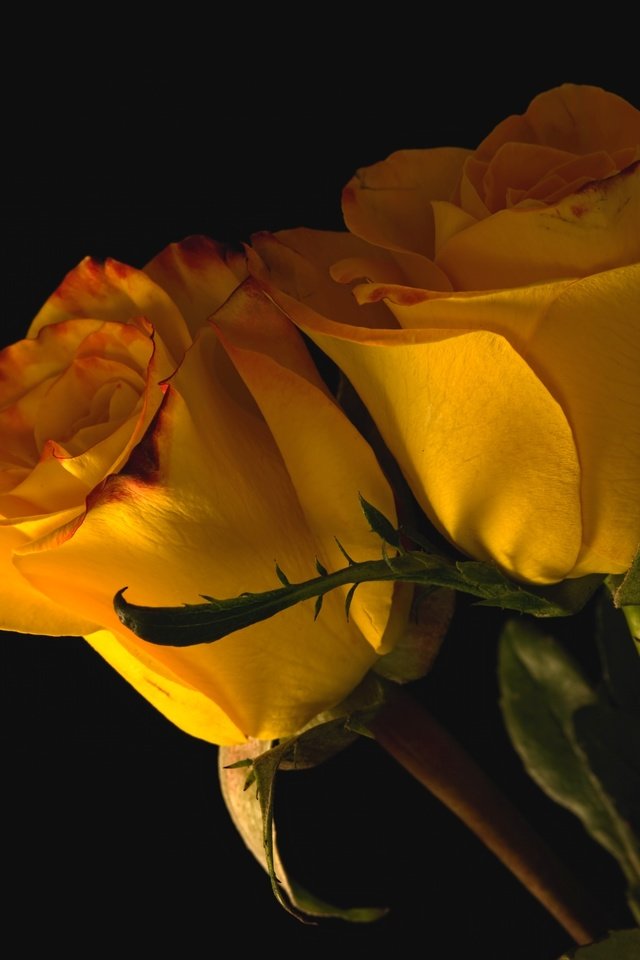 Обои бутоны, розы, пара, желтые, buds, roses, pair, yellow разрешение 3000x2002 Загрузить