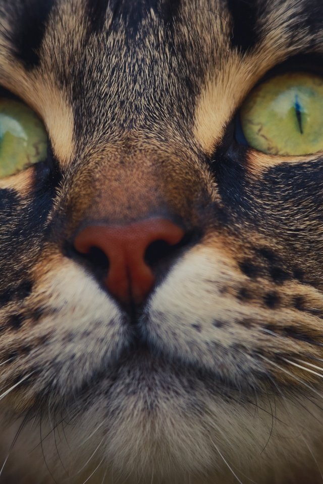 Обои глаза, морда, усы, кошка, взгляд, eyes, face, mustache, cat, look разрешение 2679x1776 Загрузить