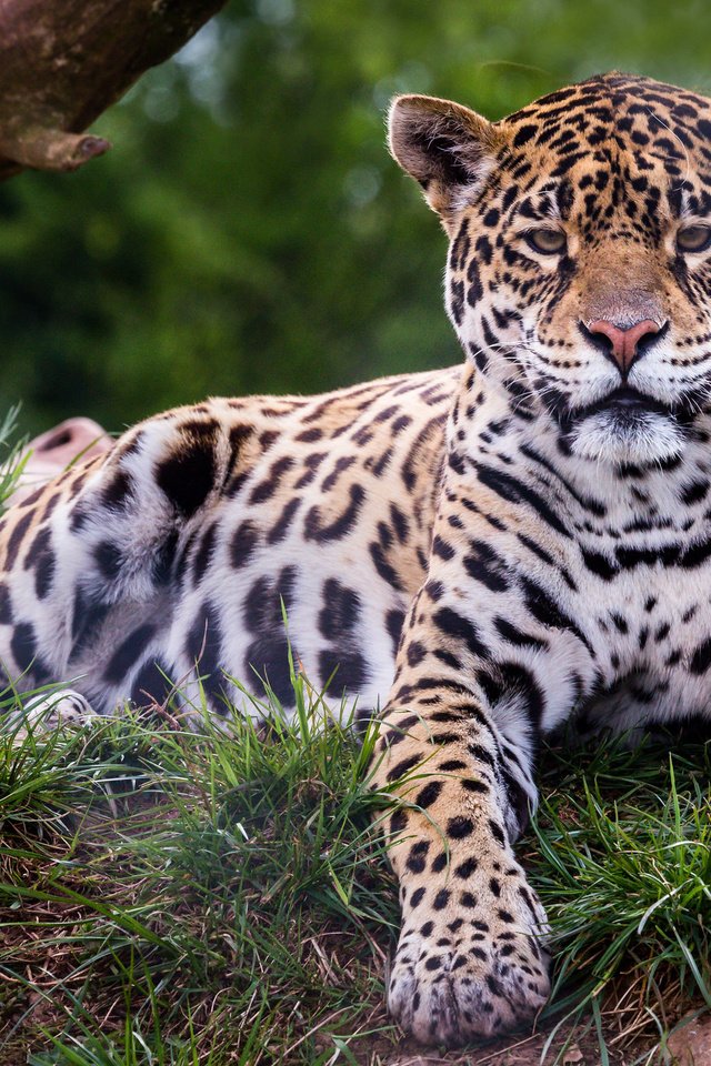 Обои хищник, ягуар, дикая кошка, predator, jaguar, wild cat разрешение 2048x1365 Загрузить