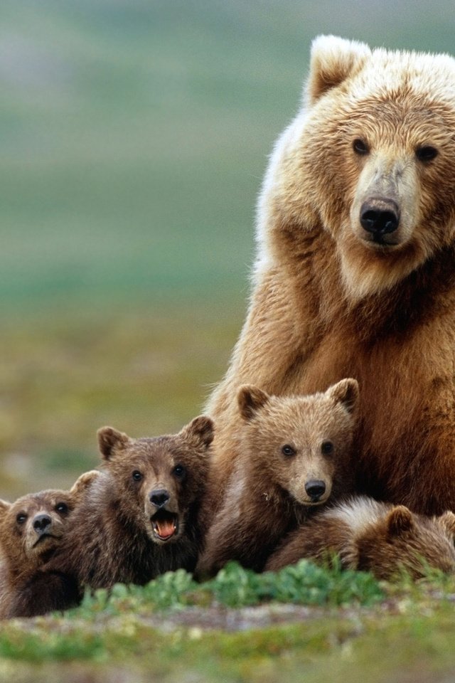 Обои медведь, семья, медведи, гризли, медвежата, bear, family, bears, grizzly разрешение 1920x1200 Загрузить