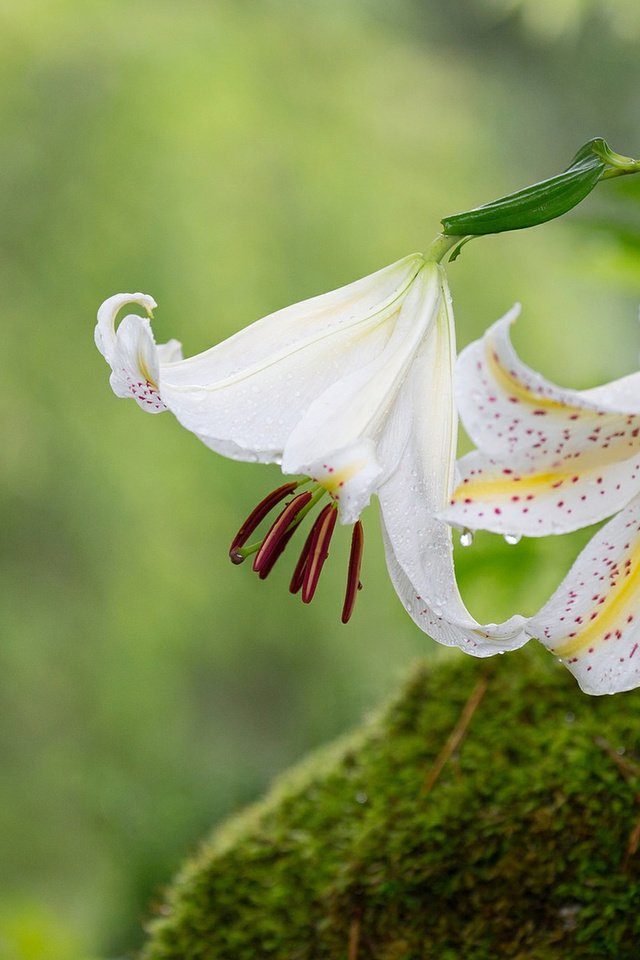 Обои цветы, макро, лепестки, мох, лилии, flowers, macro, petals, moss, lily разрешение 1920x1200 Загрузить