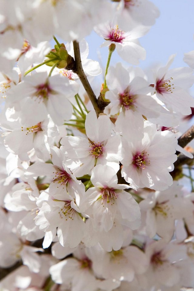 Обои цветение, сакура, flowering, sakura разрешение 1920x1200 Загрузить
