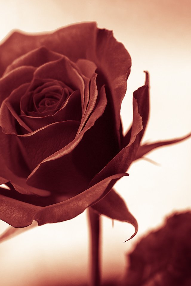Обои фон, цветок, роза, background, flower, rose разрешение 2048x1365 Загрузить