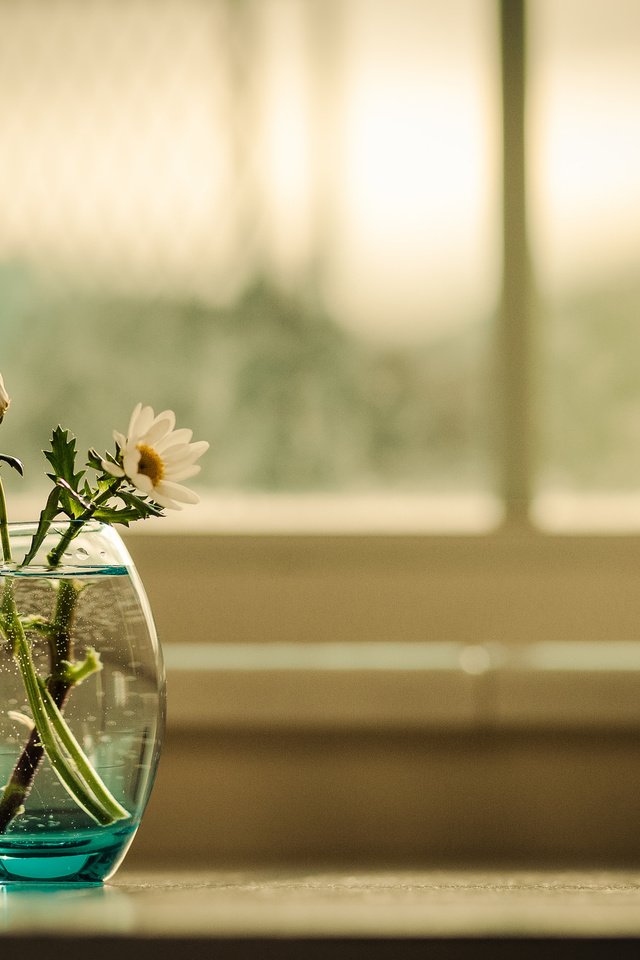 Обои цветы, фон, ромашки, букет, окно, ваза, flowers, background, chamomile, bouquet, window, vase разрешение 2048x1308 Загрузить