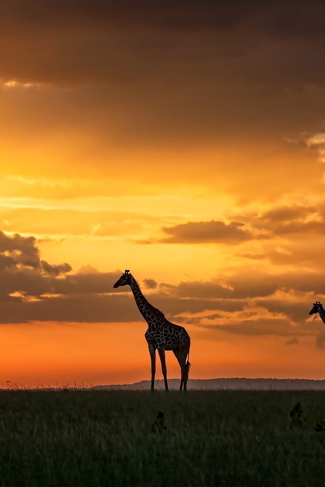 Обои закат, жирафы, кения, масаи мара, sunset, giraffes, kenya, masai mara разрешение 3200x1696 Загрузить