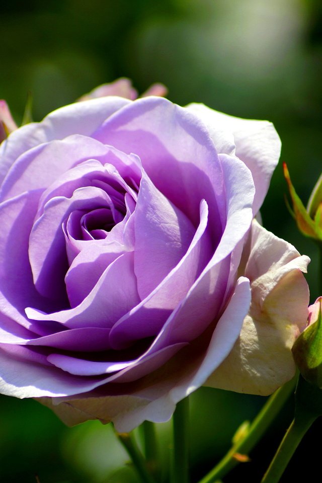 Обои бутоны, цветок, роза, лепестки, фиолетовая, крупным планом, buds, flower, rose, petals, purple, closeup разрешение 3008x2000 Загрузить
