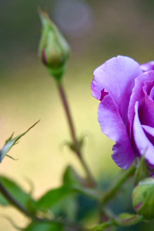 Обои бутоны, роза, лепестки, лиловая, buds, rose, petals, purple разрешение 2048x1242 Загрузить