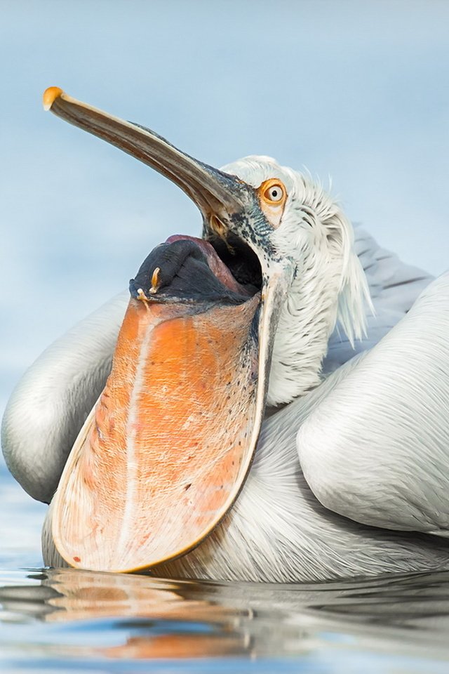 Рыба из клюва пеликана геншин. Пеликан строение клюва. Пеликан анатомия. Пеликан охлаждается. Пеликан позвоночник.