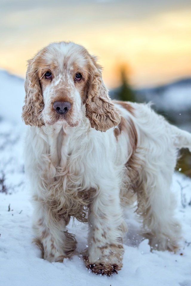 Обои зима, взгляд, собака, друг, winter, look, dog, each разрешение 2048x1365 Загрузить