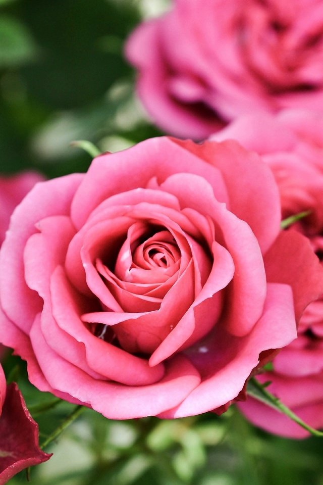 Обои цветы, розы, боке, розовые розы, flowers, roses, bokeh, pink roses разрешение 3000x1887 Загрузить