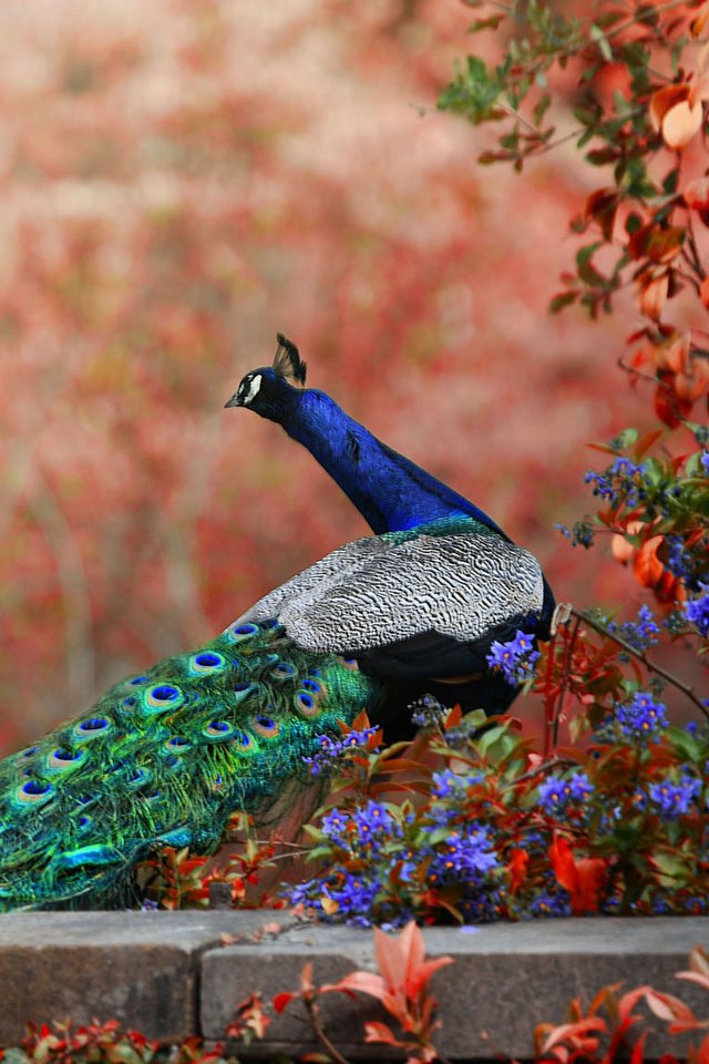 Обои цветы, птица, павлин, хвост, боке, flowers, bird, peacock, tail, bokeh разрешение 2048x1152 Загрузить