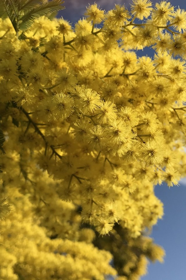 Обои небо, цветы, ветки, весна, мимоза, the sky, flowers, branches, spring, mimosa разрешение 4032x2903 Загрузить