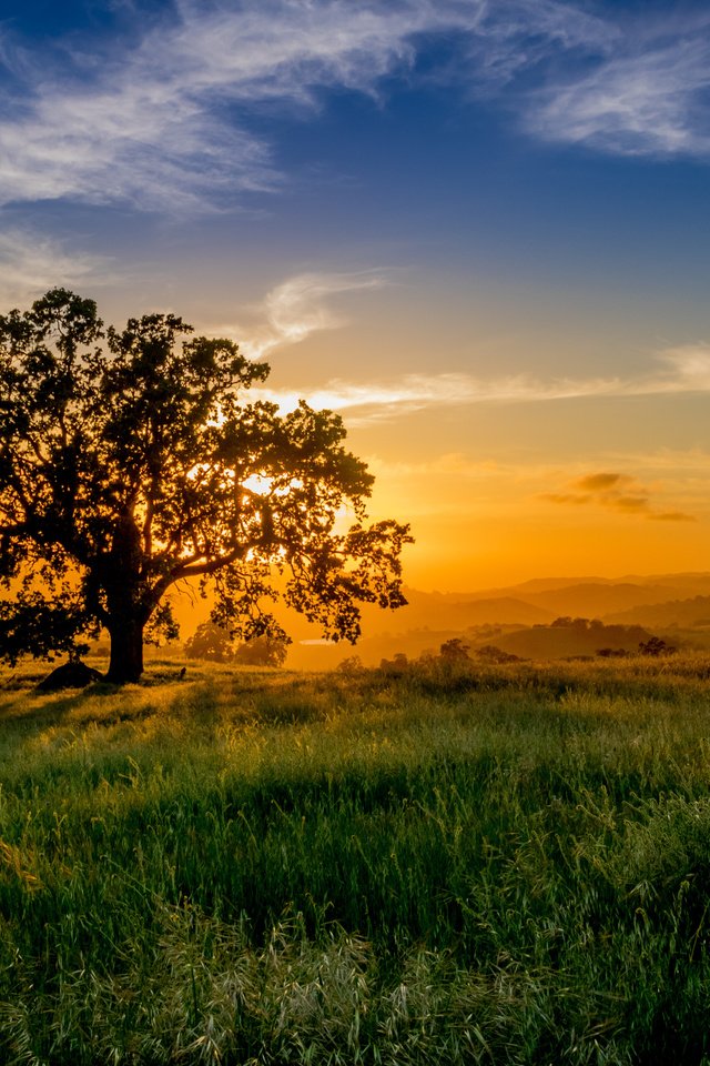 Обои небо, трава, облака, солнце, природа, дерево, закат, пейзаж, the sky, grass, clouds, the sun, nature, tree, sunset, landscape разрешение 4252x3140 Загрузить