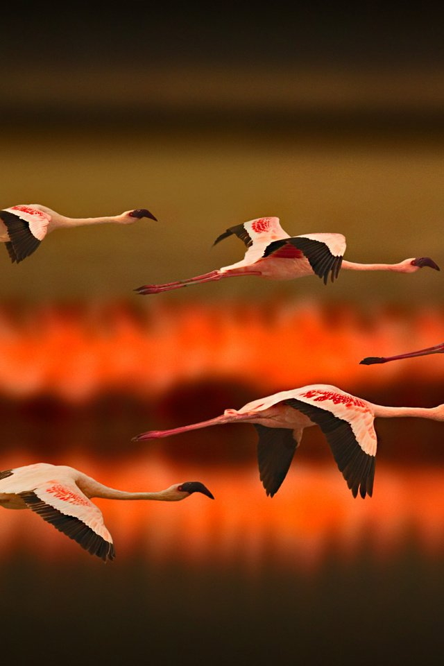 Обои озеро, полет, фламинго, птицы, lake, flight, flamingo, birds разрешение 1920x1080 Загрузить