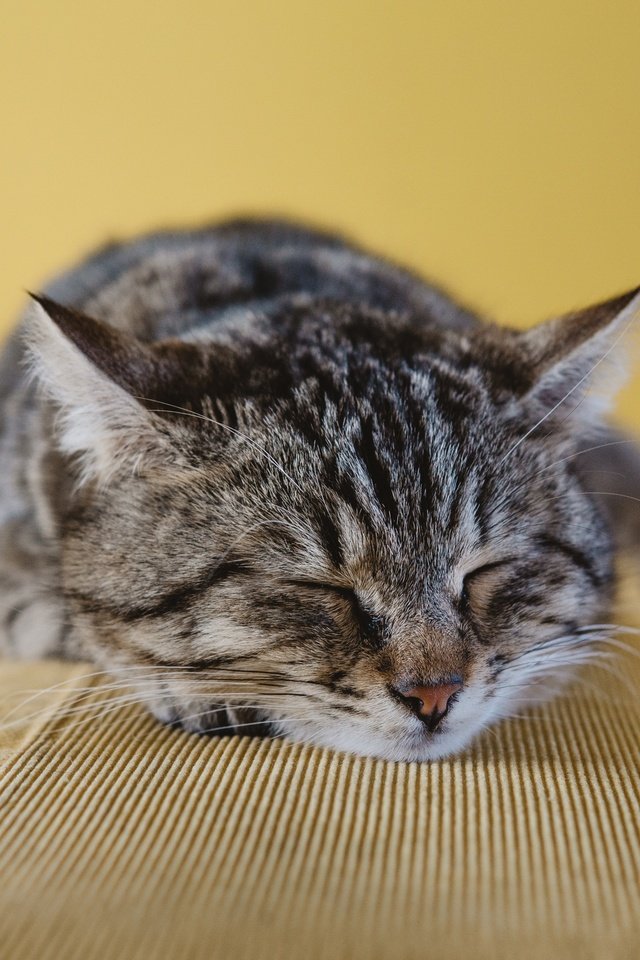 Обои морда, кот, кошка, сон, лежит, полосатый, face, cat, sleep, lies, striped разрешение 3840x2400 Загрузить