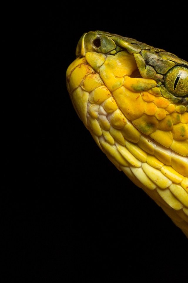 Обои змея, черный фон, рептилия, гадюка, пресмыкающееся, bamboo pit viper, trimeresurus gramineus, snake, black background, reptile, viper разрешение 2048x1174 Загрузить