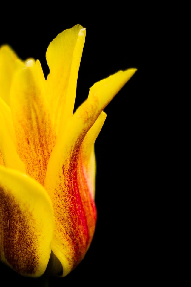 Обои макро, цветок, лепестки, черный фон, тюльпан, красочный, alistair dent, macro, flower, petals, black background, tulip, colorful разрешение 4652x3101 Загрузить