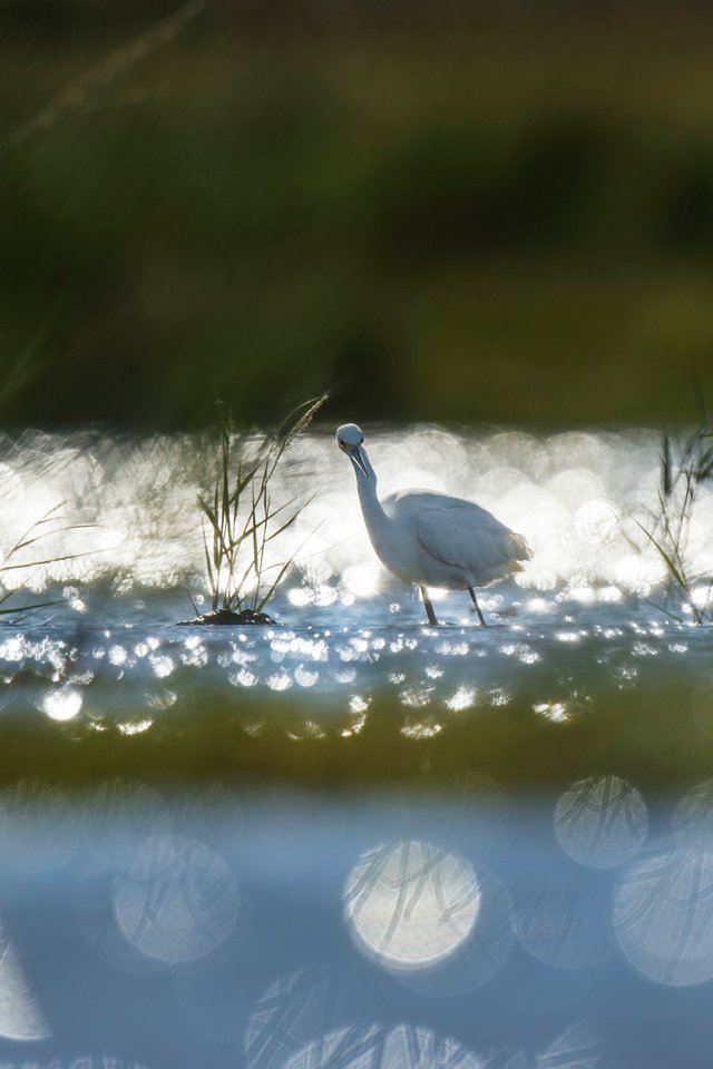 Обои трава, озеро, рассвет, птица, животное, холодно, лебедь, ray hennessy, grass, lake, dawn, bird, animal, cold, swan разрешение 4524x3011 Загрузить