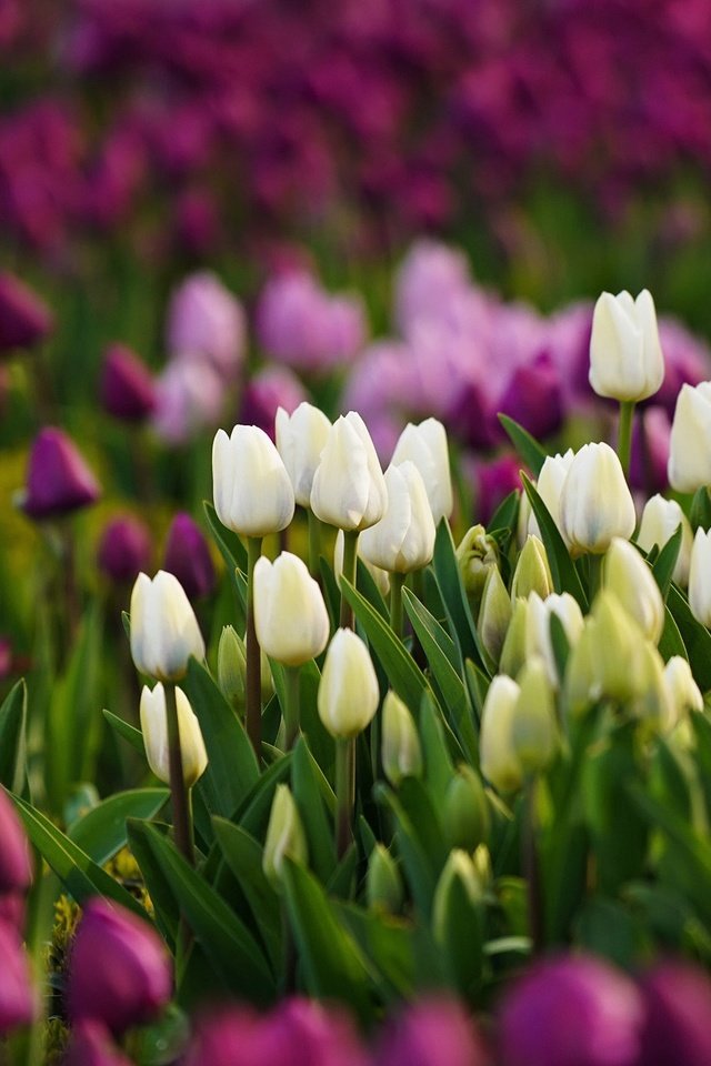 Обои цветы, бутоны, лепестки, весна, тюльпаны, flowers, buds, petals, spring, tulips разрешение 2048x1260 Загрузить