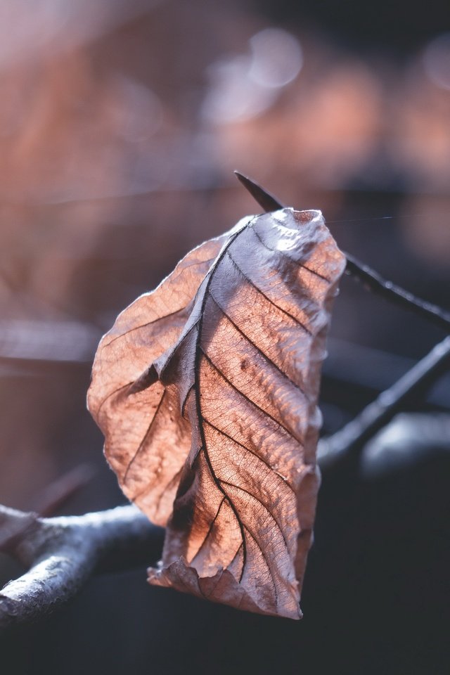 Обои ветка, природа, фон, осень, лист, размытость, сухие листья, branch, nature, background, autumn, sheet, blur, dry leaves разрешение 4872x3056 Загрузить