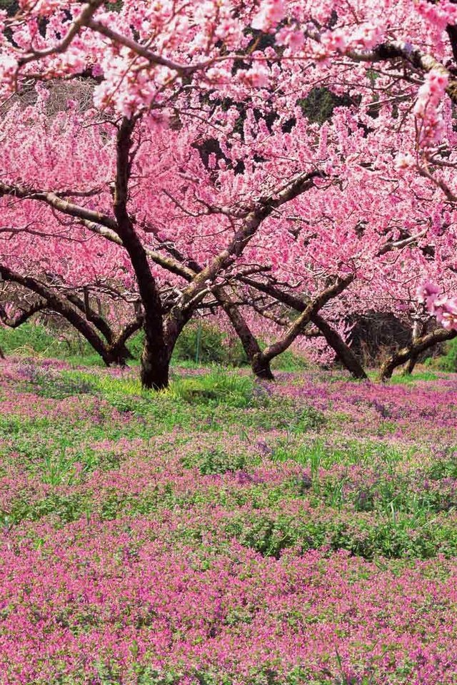 Обои цветение, япония, сад, весна, персик, flowering, japan, garden, spring, peach разрешение 1920x1080 Загрузить