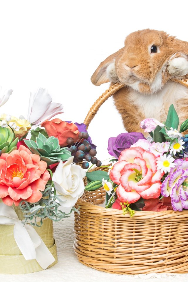 Обои цветы, корзина, кролик, пасха, букеты, flowers, basket, rabbit, easter, bouquets разрешение 5490x3660 Загрузить