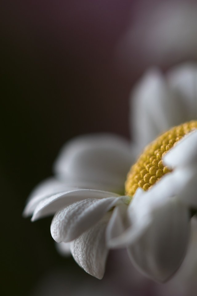 Обои макро, цветок, ромашка, macro, flower, daisy разрешение 6000x4000 Загрузить