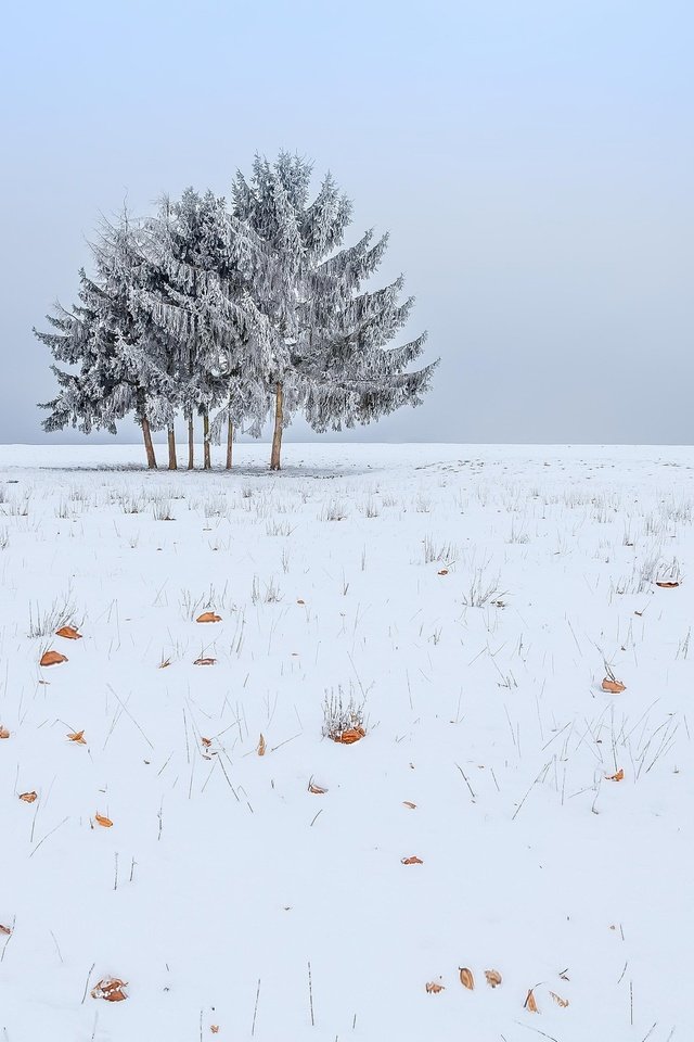 Обои небо, снег, дерево, зима, поле, the sky, snow, tree, winter, field разрешение 2048x1365 Загрузить