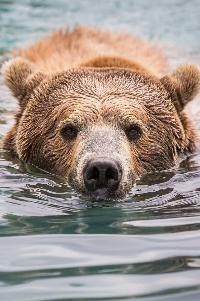 Обои морда, вода, взгляд, медведь, мокрый, face, water, look, bear, wet разрешение 2048x1365 Загрузить