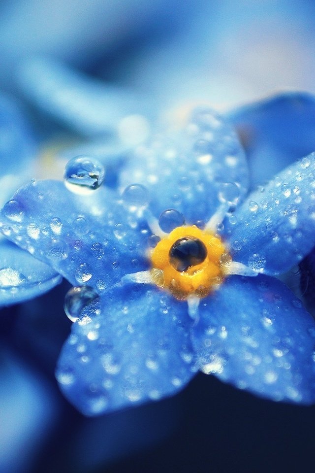 Обои цветы, макро, роса, капли, размытость, незабудки, голубые, flowers, macro, rosa, drops, blur, forget-me-nots, blue разрешение 1920x1200 Загрузить