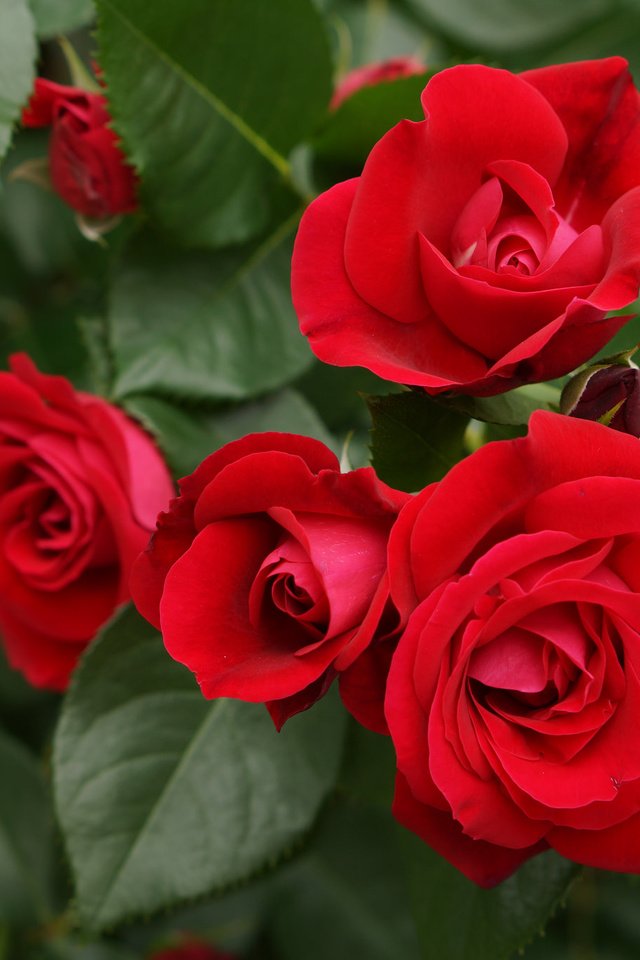 Обои цветы, розы, красные, куст, flowers, roses, red, bush разрешение 2048x1365 Загрузить