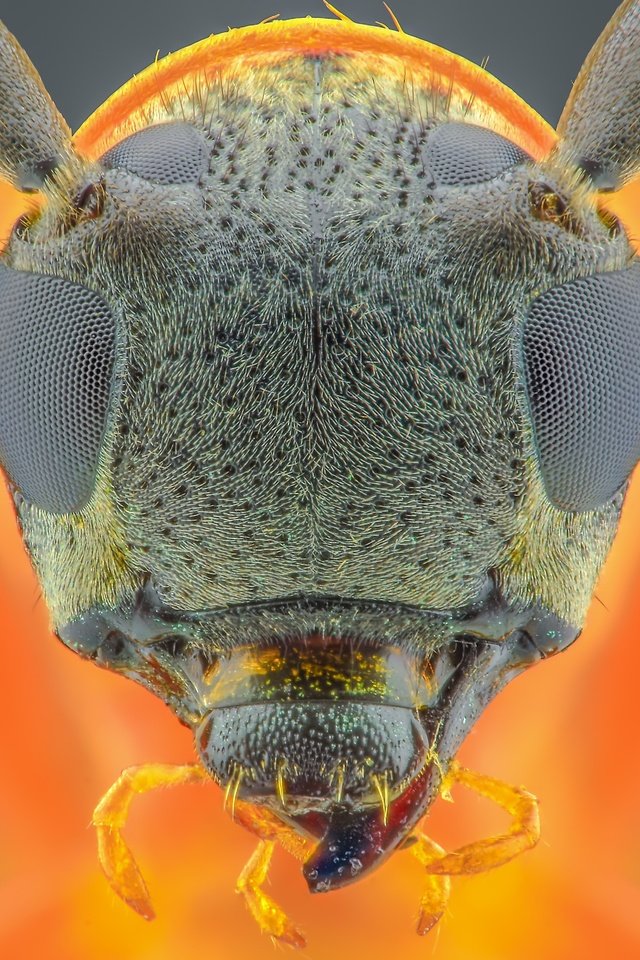 Обои глаза, макро, насекомое, eyes, macro, insect разрешение 2500x1667 Загрузить
