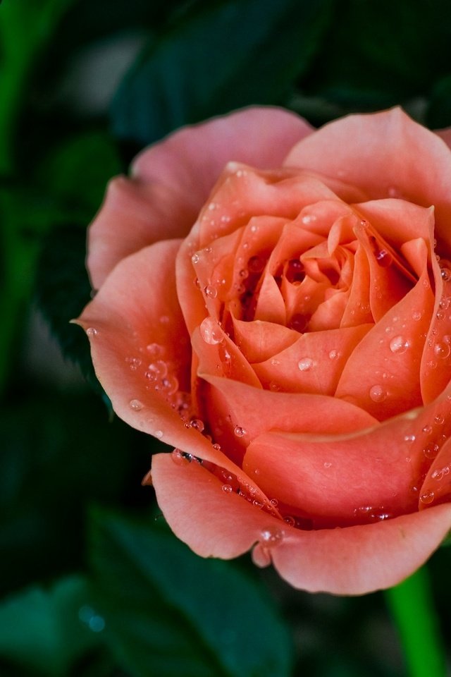 Обои макро, капли, роза, лепестки, красная, бутон, macro, drops, rose, petals, red, bud разрешение 2048x1360 Загрузить