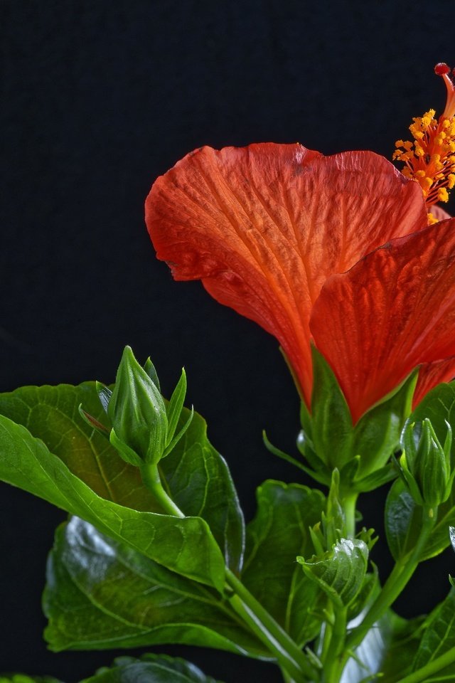 Обои листья, макро, цветок, красный, черный фон, гибискус, leaves, macro, flower, red, black background, hibiscus разрешение 2048x1367 Загрузить