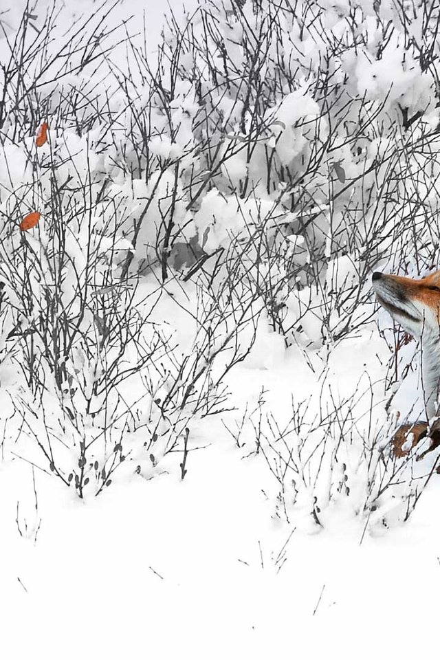 Обои снег, зима, лиса, лисица, канада, snow, winter, fox, canada разрешение 1920x1080 Загрузить