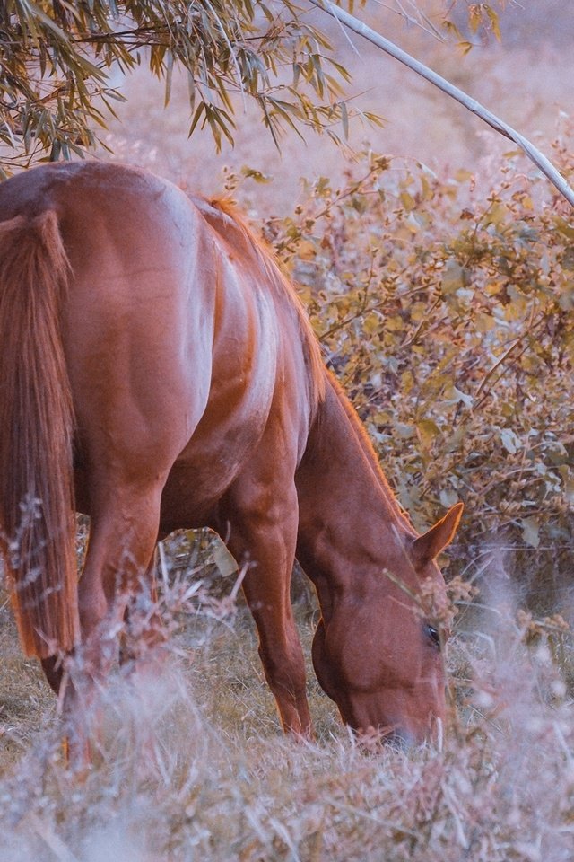 Обои конь, красиво, жеребец, ест, пасётся, horse, beautiful, stallion, eating, grazing разрешение 1920x1200 Загрузить