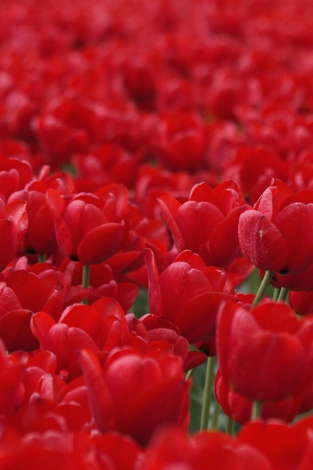 Обои цветы, бутоны, красные, весна, тюльпаны, flowers, buds, red, spring, tulips разрешение 2048x1230 Загрузить
