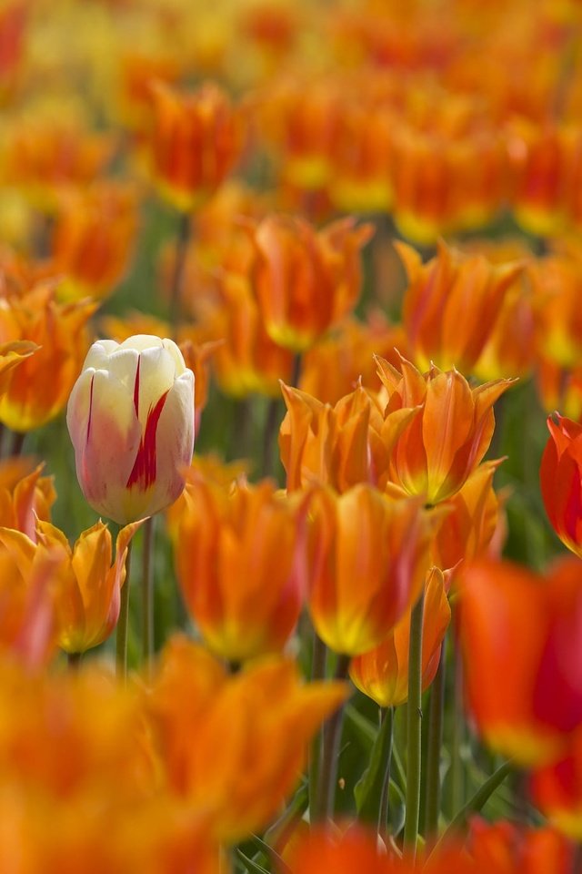 Обои цветы, бутоны, весна, тюльпаны, много, боке, flowers, buds, spring, tulips, a lot, bokeh разрешение 2048x1365 Загрузить