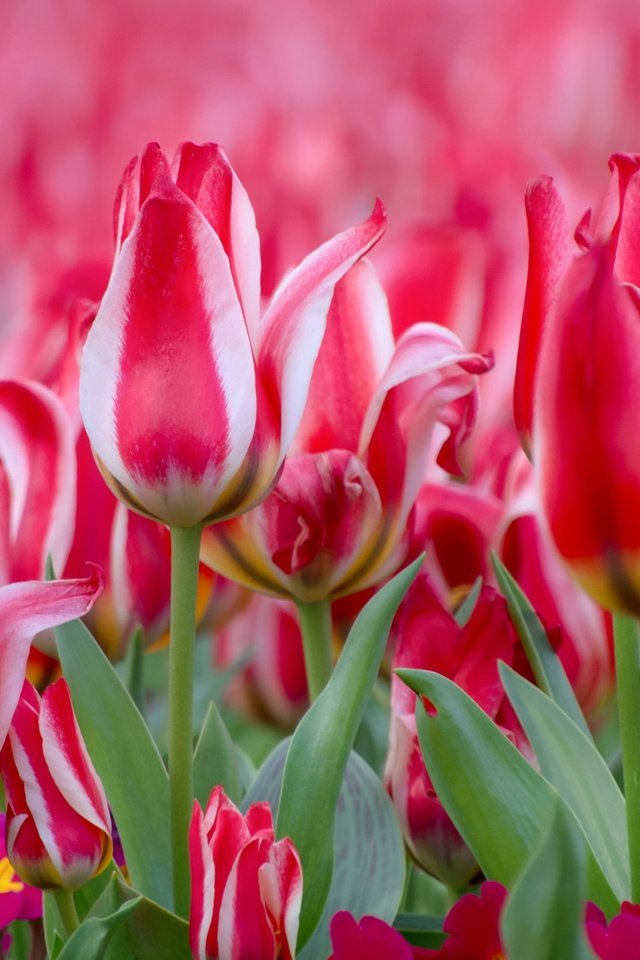 Обои цветы, бутоны, весна, тюльпаны, примула, flowers, buds, spring, tulips, primula разрешение 3000x1908 Загрузить