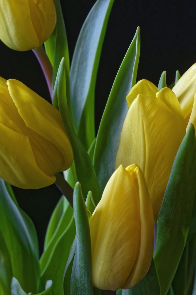 Обои цветы, бутоны, черный фон, тюльпаны, желтые, flowers, buds, black background, tulips, yellow разрешение 3000x2003 Загрузить