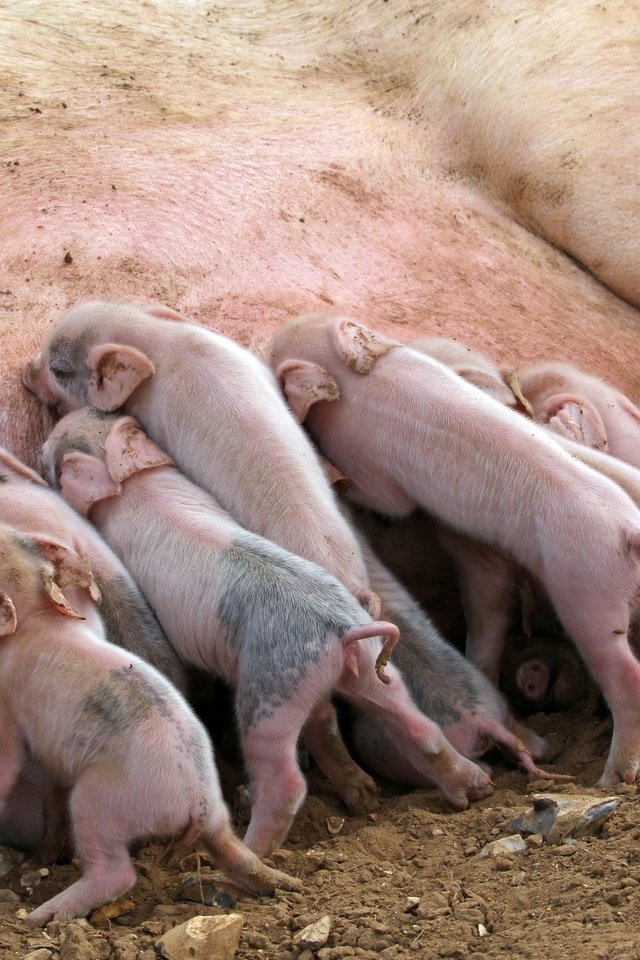 Обои фон, свинья, свиньи, поросята, хрюшки, background, pig, pigs разрешение 2560x1707 Загрузить
