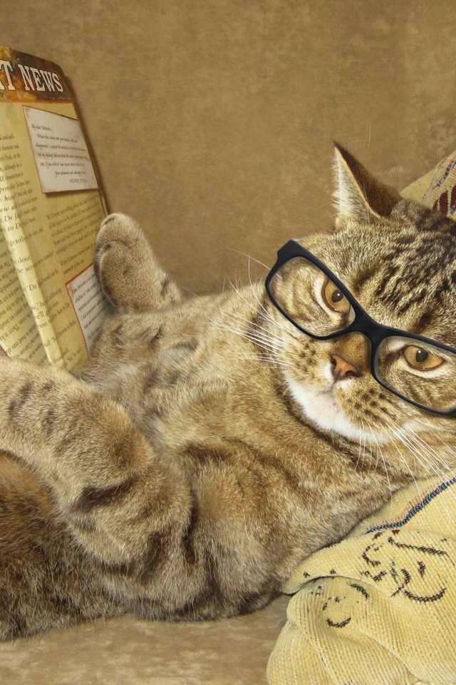 Обои кот, читает, очки, лежит, креатив, юмор, журнал, подушка, умный, cat, reads, glasses, lies, creative, humor, journal, pillow, smart разрешение 2900x2500 Загрузить