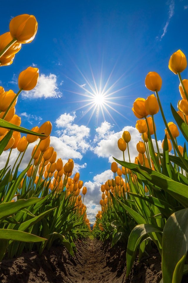 Обои небо, цветы, облака, поле, тюльпаны, жёлтые тюльпаны, the sky, flowers, clouds, field, tulips, yellow tulips разрешение 2048x1365 Загрузить