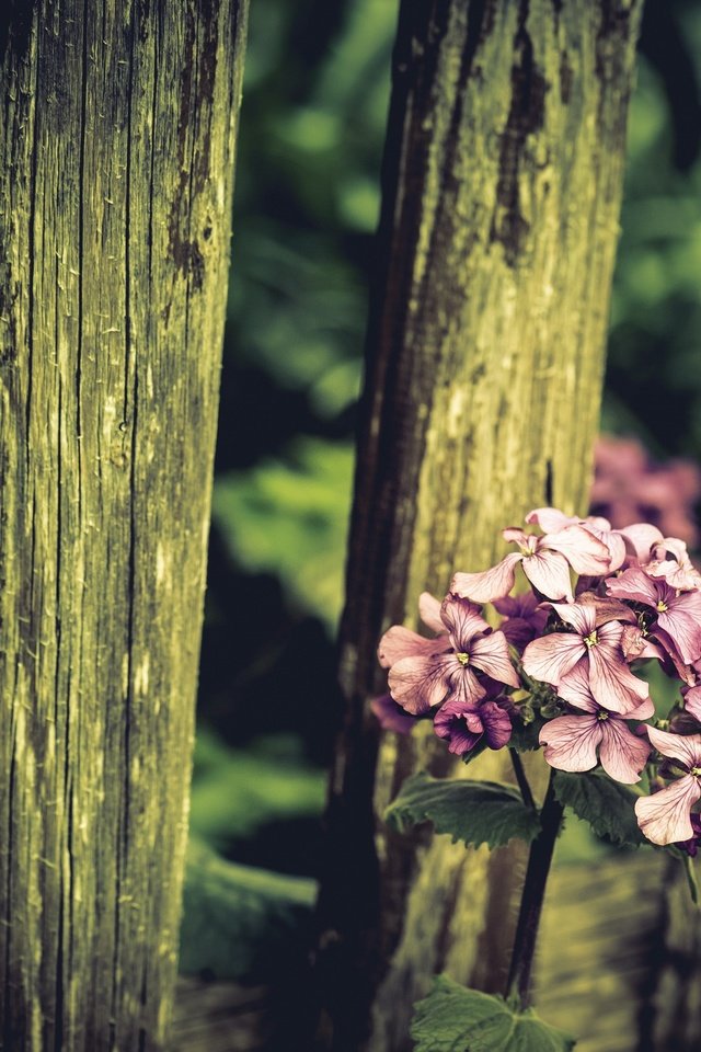 Обои природа, цветок, забор, nature, flower, the fence разрешение 2560x1604 Загрузить