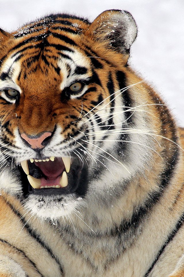 Обои тигр, глаза, морда, взгляд, хищник, зубы, дикие кошки, пасть, tiger, eyes, face, look, predator, teeth, wild cats, mouth разрешение 2560x1600 Загрузить