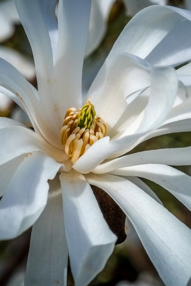 Обои цветы, цветение, весна, белые, магнолия, jazzmatica, flowers, flowering, spring, white, magnolia разрешение 4896x2760 Загрузить