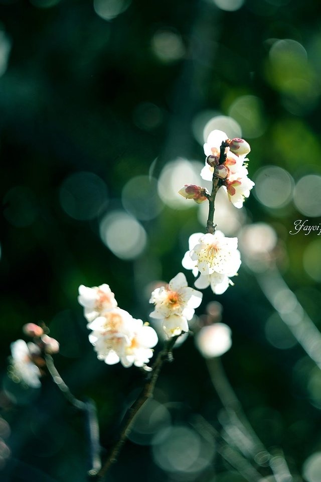 Обои цветы, ветка, цветение, размытость, весна, сакура, yayoi, flowers, branch, flowering, blur, spring, sakura разрешение 2000x1331 Загрузить