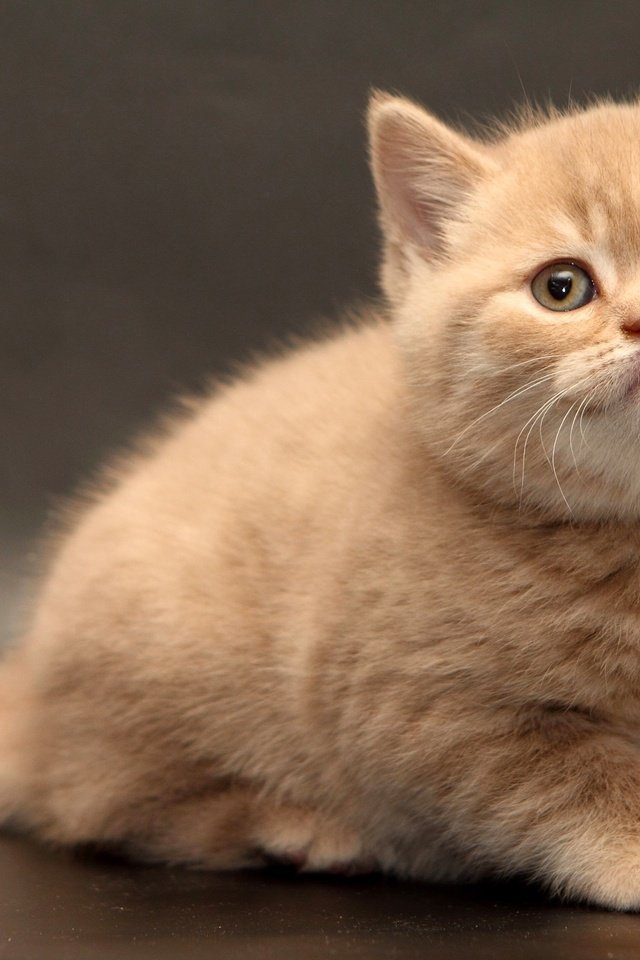 Обои кошка, взгляд, котенок, малыш, британская короткошерстная, британская короткошерстная кошка, cat, look, kitty, baby, british shorthair разрешение 2555x1600 Загрузить