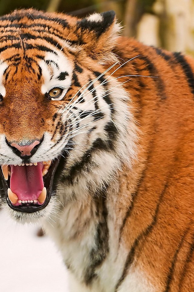 Обои тигр, глаза, морда, взгляд, клыки, зубы, tiger, eyes, face, look, fangs, teeth разрешение 1920x1200 Загрузить