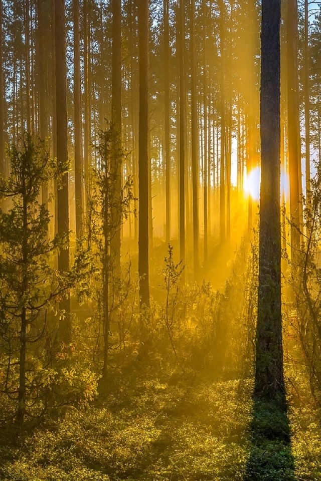 Обои деревья, лес, туман, стволы, рассвет, солнечные лучи, можжевельник, trees, forest, fog, trunks, dawn, the sun's rays, juniper разрешение 1920x1170 Загрузить